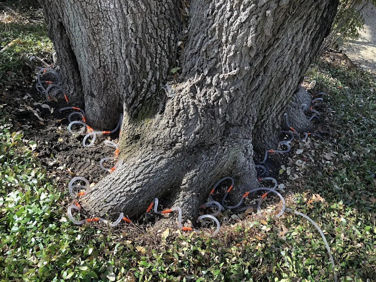 Detailed Tree Cabling and Bracing job site in Babbitt
