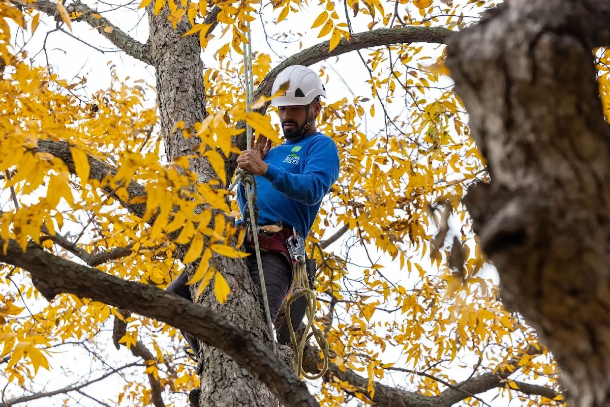 Skilled Tree Transplanting crew working in Babbitt