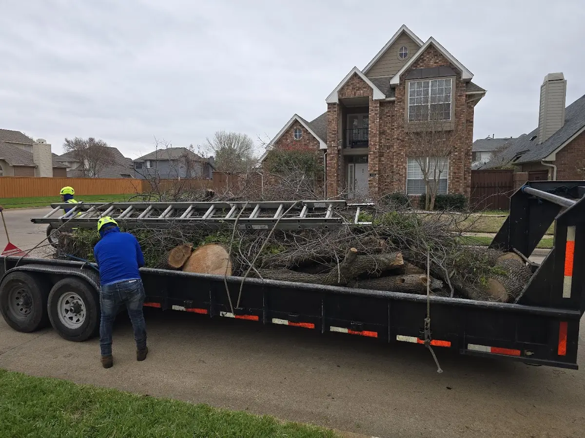 Expert Tree Removal with proper safety equipment in Babbitt